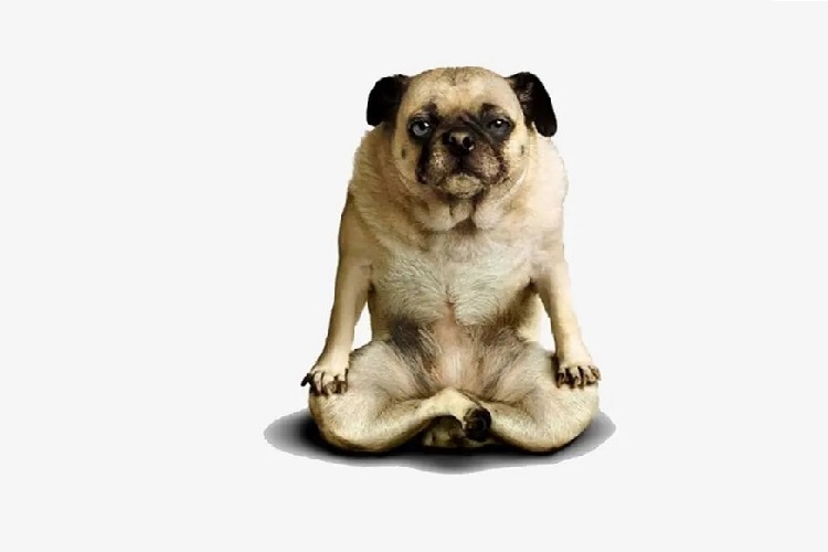 Pourquoi un chien ne peut-il pas résister à la tentation d'un tapis de yoga ?
